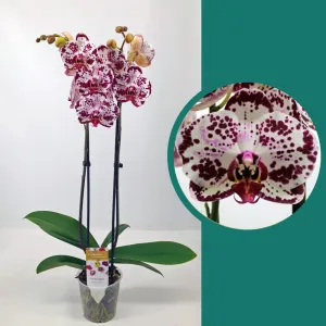 55-65cm Phalaenopsis Bohemian Mondriaan Twin stem Orchid 12cm Pot