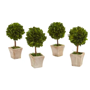 6” Boxwood Topiary Preserved Plant in Ceramic Planter (Set of 4)