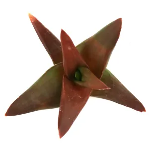 Alworthia pentagona 'Black Gem'