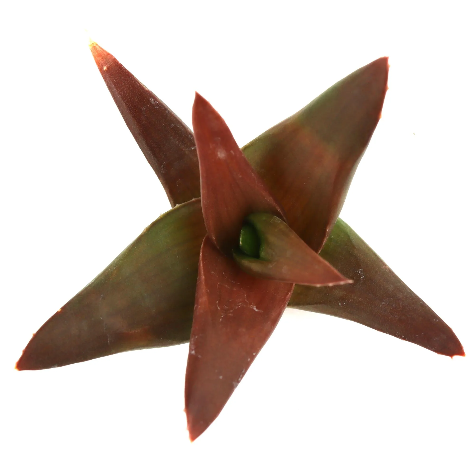 Alworthia pentagona 'Black Gem'