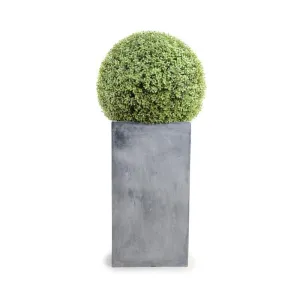 Boxwood Ball in Column Planter