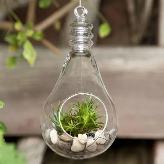 BRIGHT Idea Glass Terrarium 6/pk