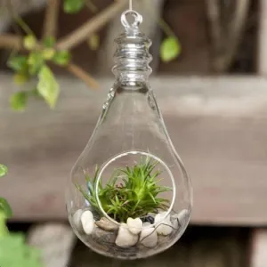 BRIGHT Idea Glass Terrarium 6/pk