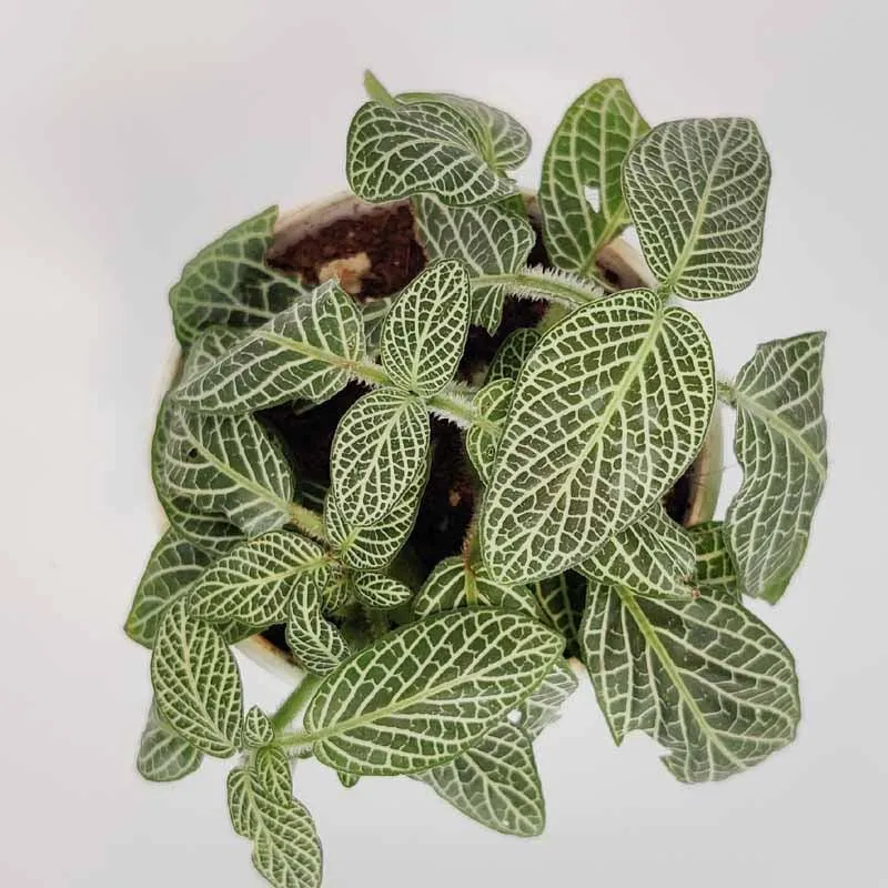 Buy the Beautiful and Elegant Fittonia White Anne Star Plant
