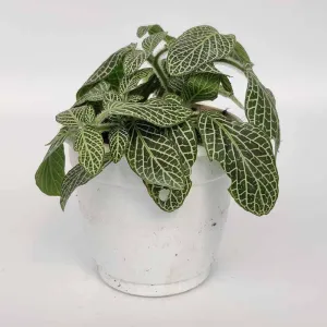 Buy the Beautiful and Elegant Fittonia White Anne Star Plant