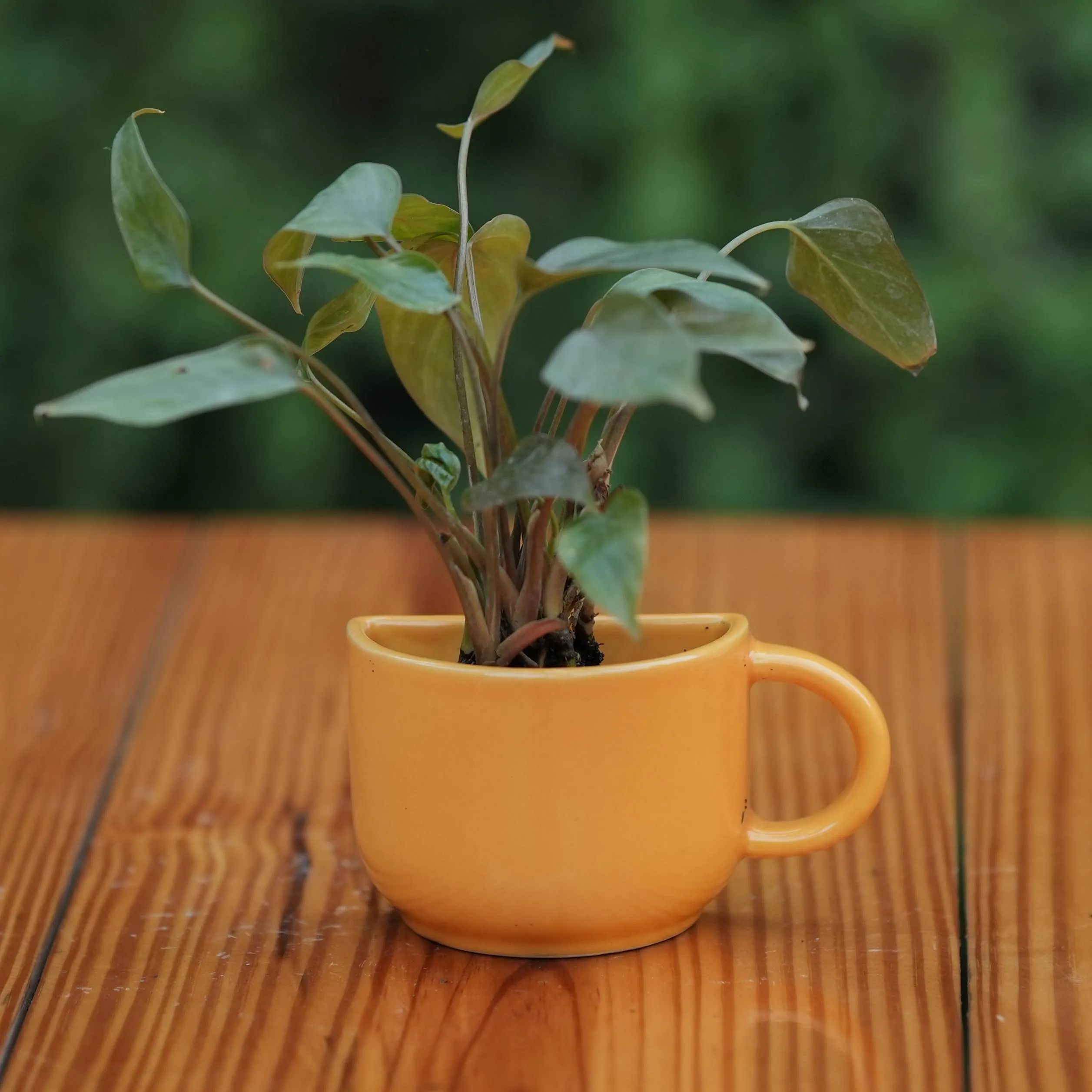 Ceramic Small Half Cup Shape Pot