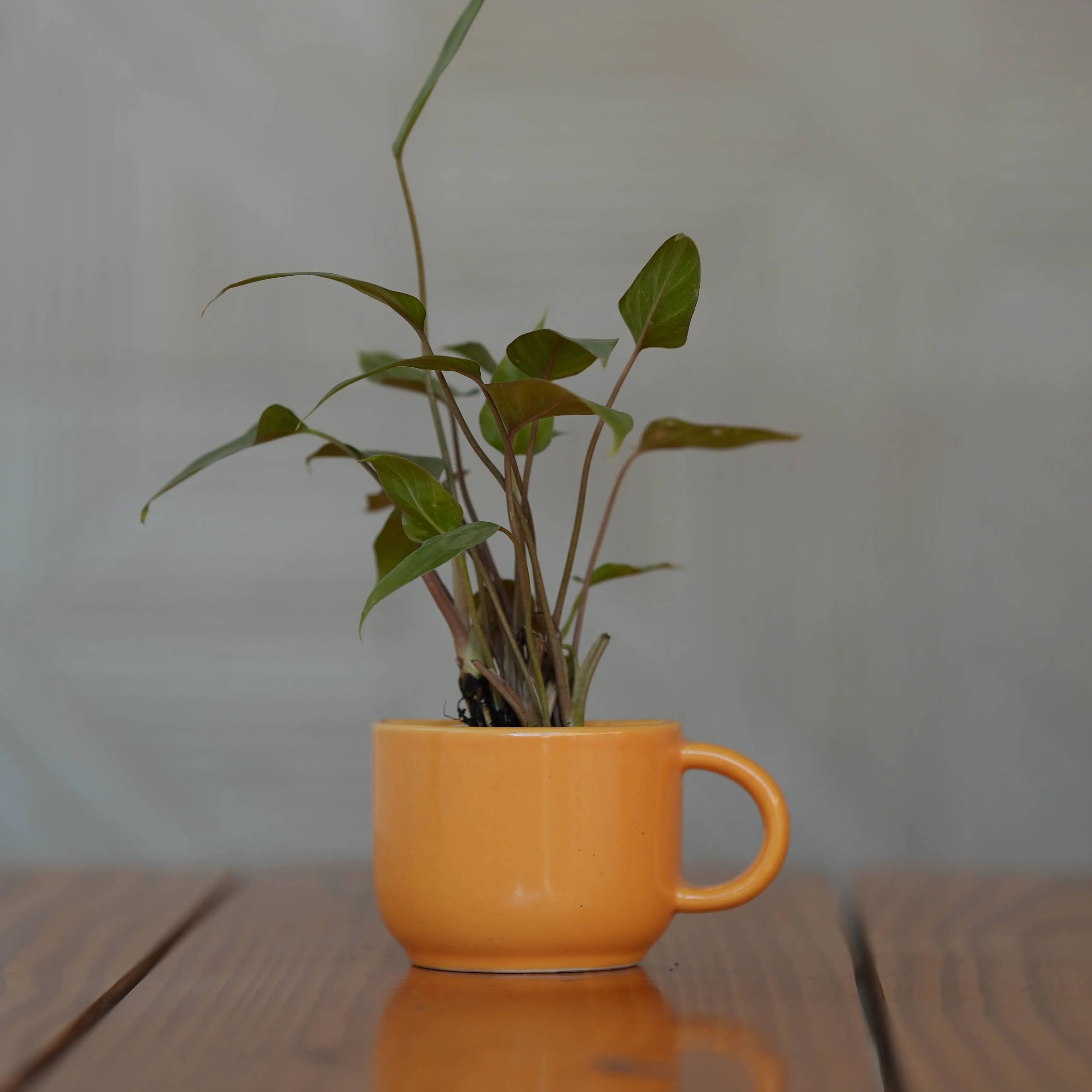 Ceramic Small Half Cup Shape Pot