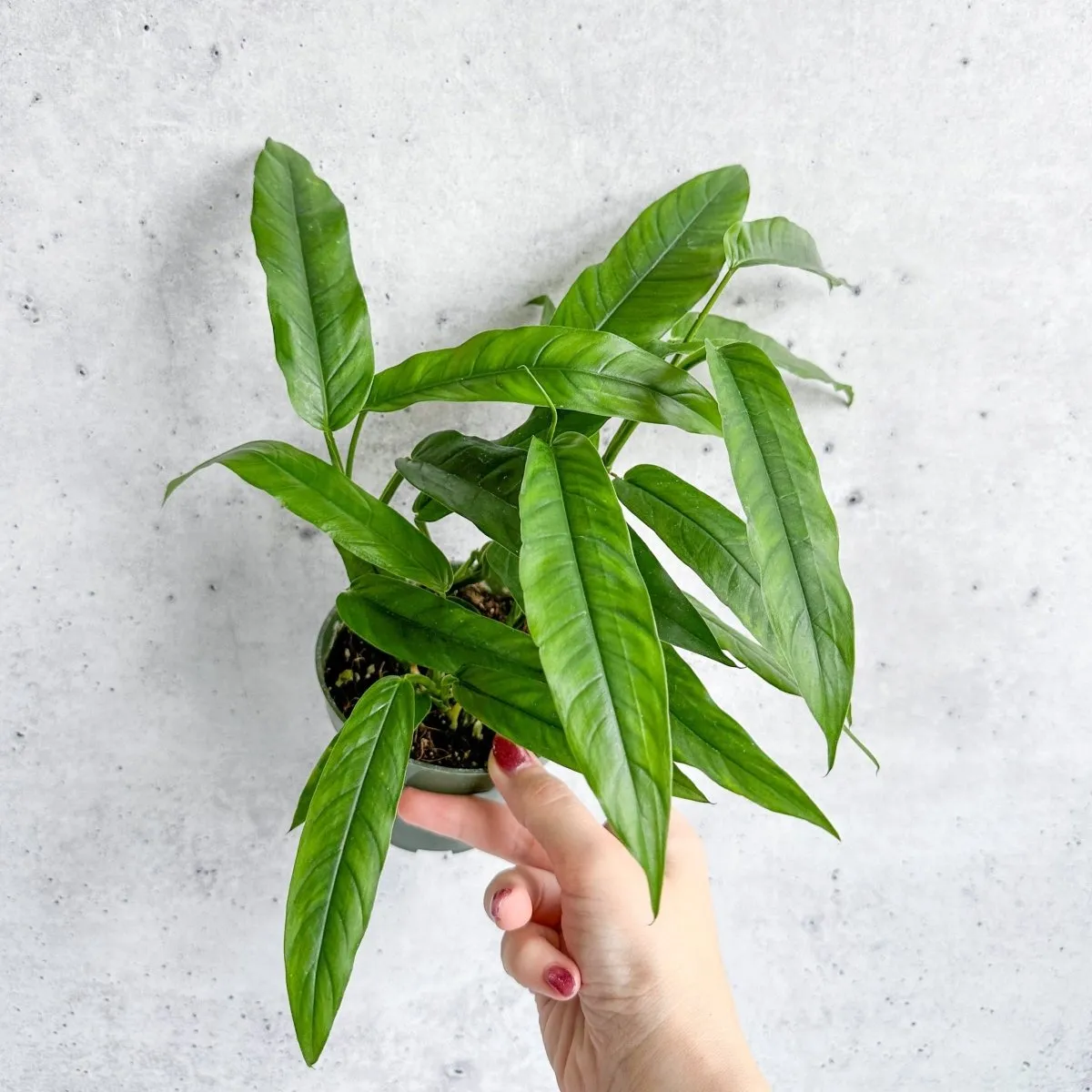 Costa Rica Fernleaf Philodendron - 4.5 Inch