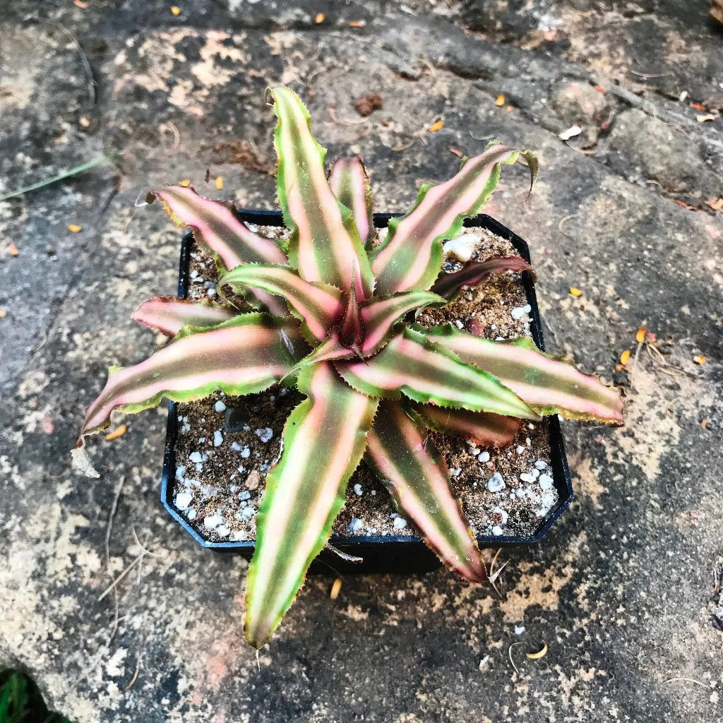 Cryptanthus bivattatus Ruby Plant