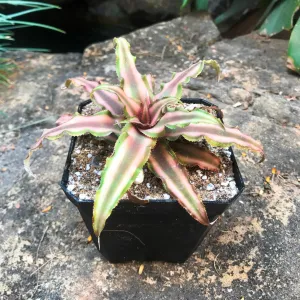Cryptanthus bivattatus Ruby Plant