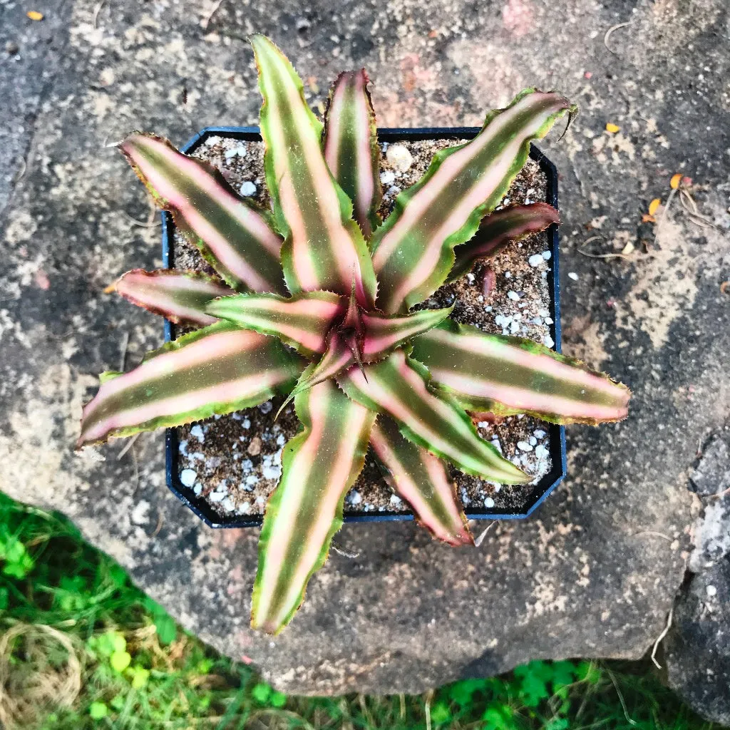 Cryptanthus bivattatus Ruby Plant