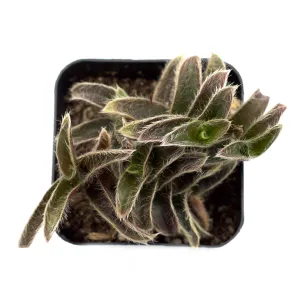 Cyanotis somaliensis 'Pussy Ears'
