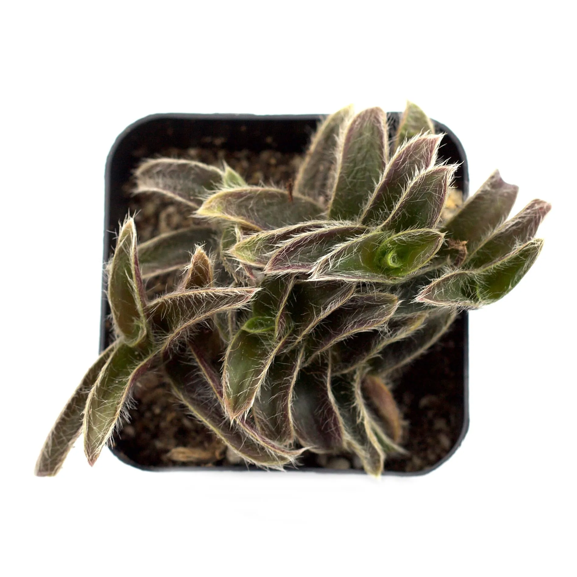 Cyanotis somaliensis 'Pussy Ears'