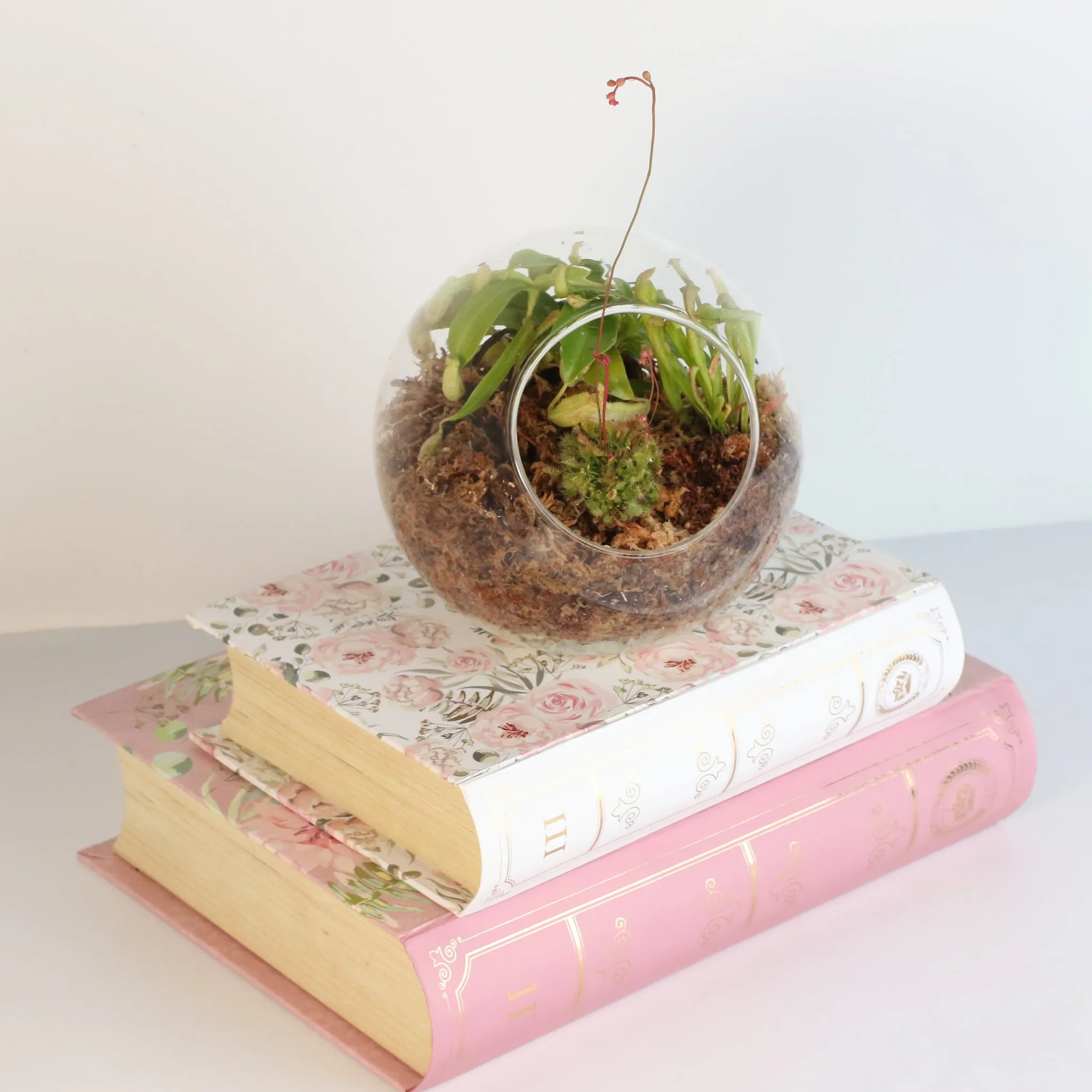 Fierce Forest Terrarium Carnivorous Kit