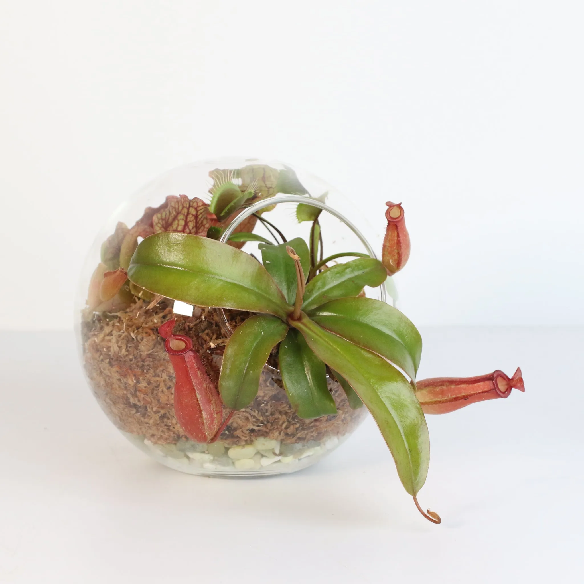 Fierce Forest Terrarium Carnivorous Kit