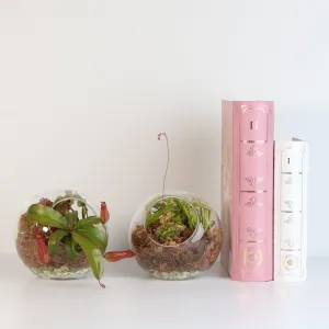 Fierce Forest Terrarium Carnivorous Kit