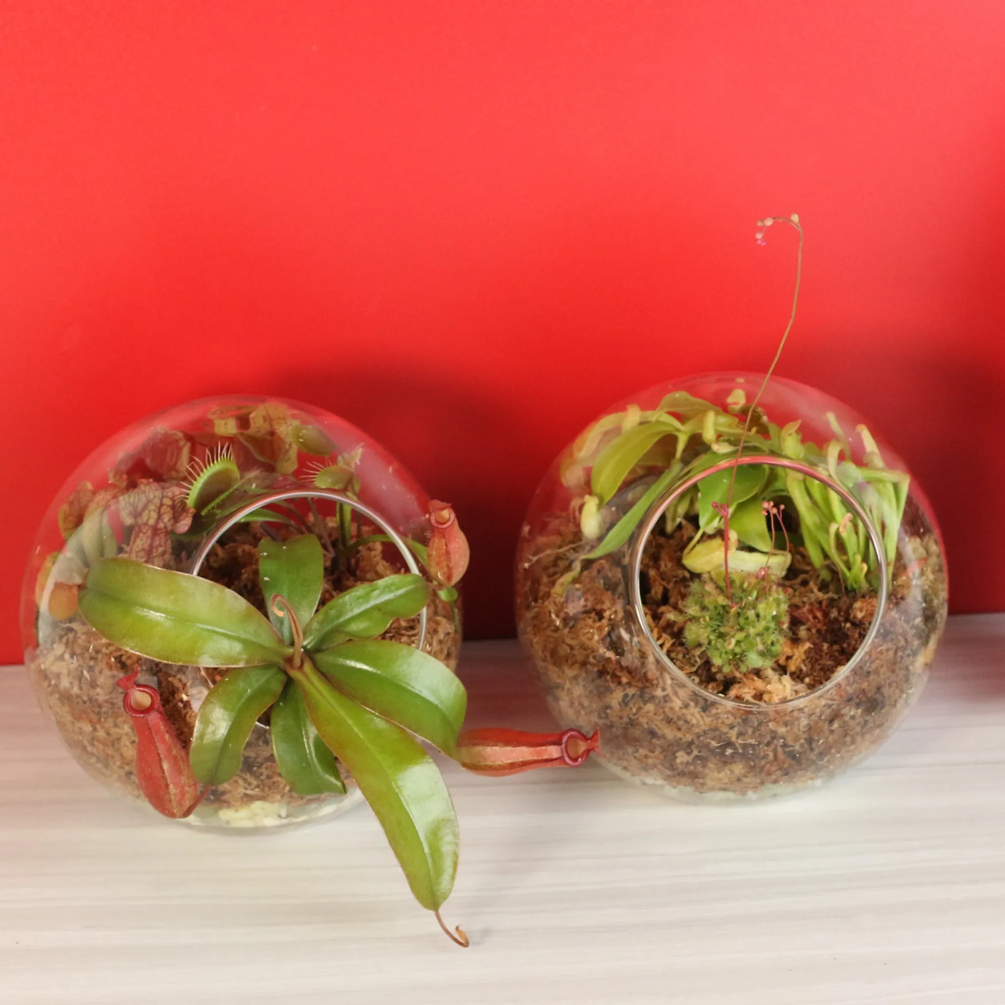 Fierce Forest Terrarium Carnivorous Kit