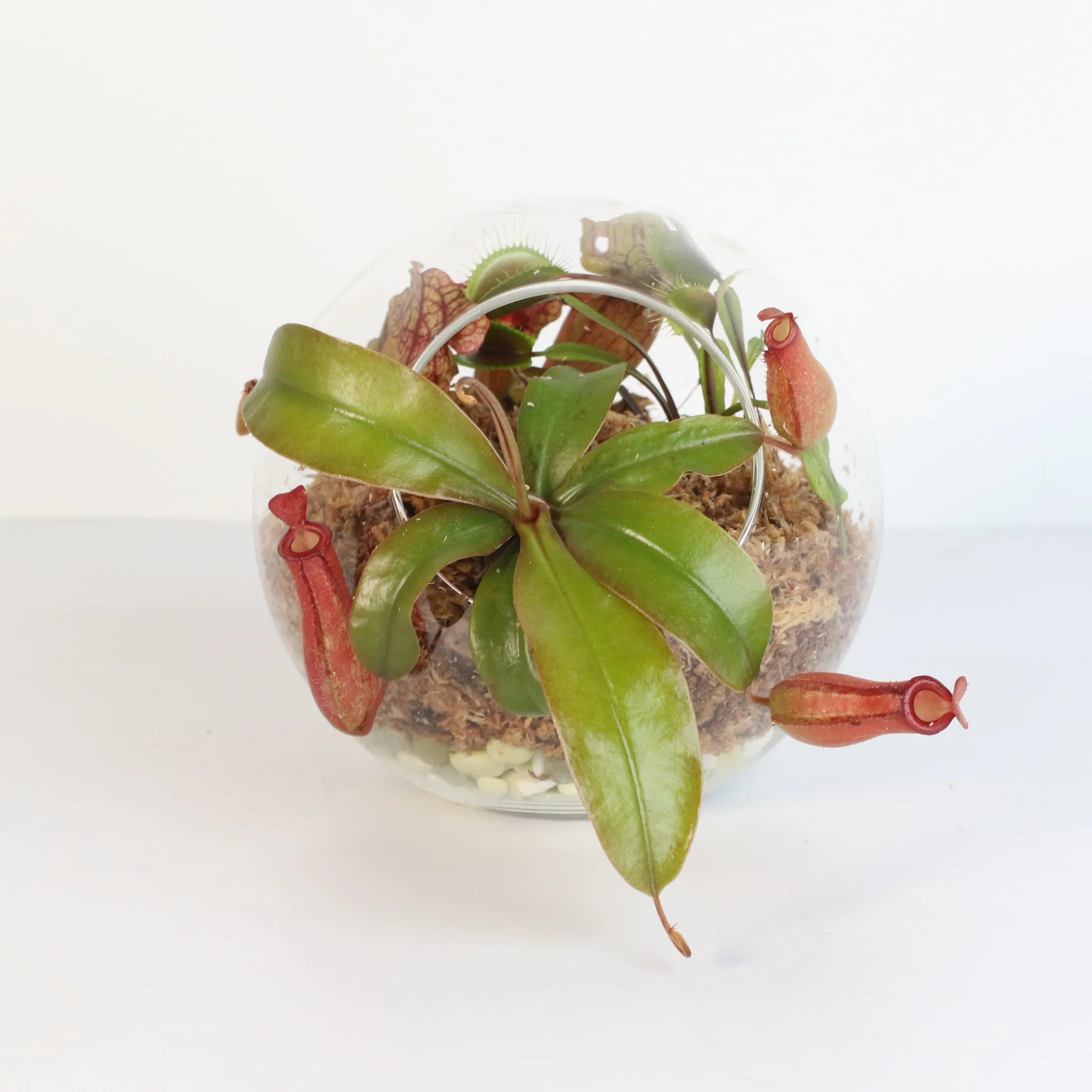 Fierce Forest Terrarium Carnivorous Kit