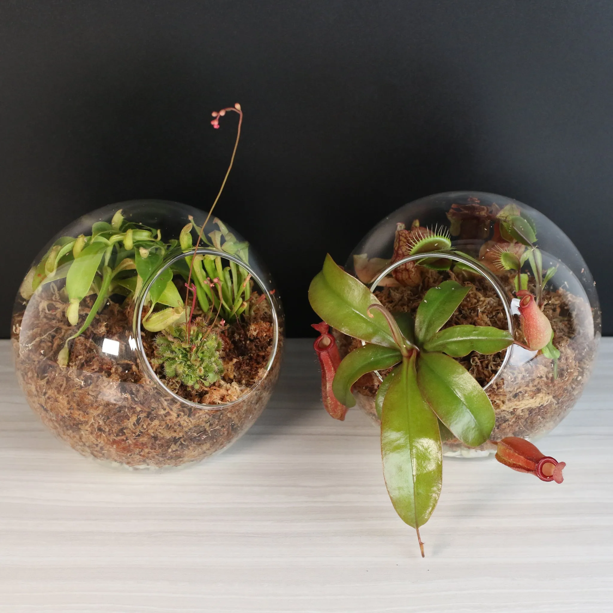 Fierce Forest Terrarium Carnivorous Kit