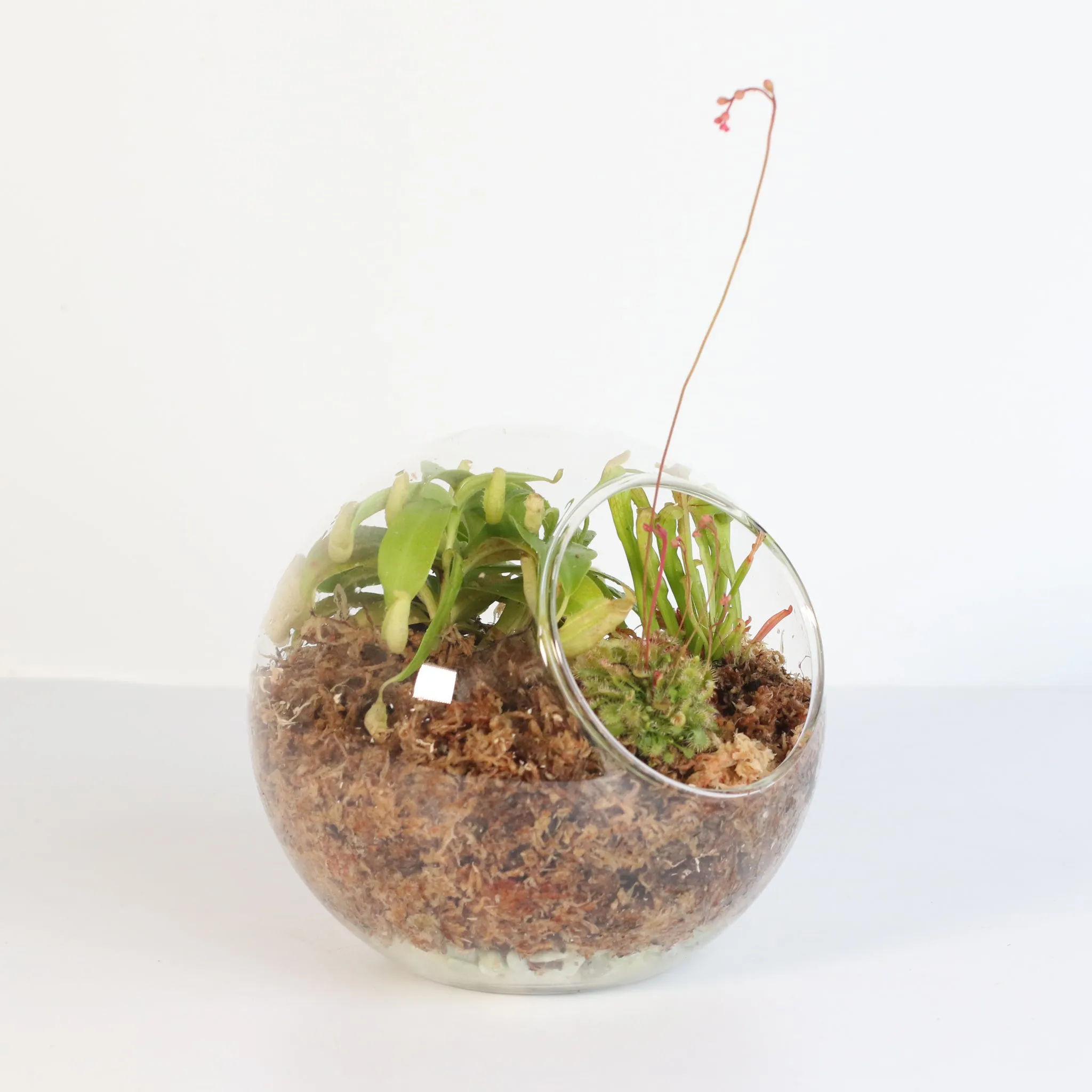 Fierce Forest Terrarium Carnivorous Kit