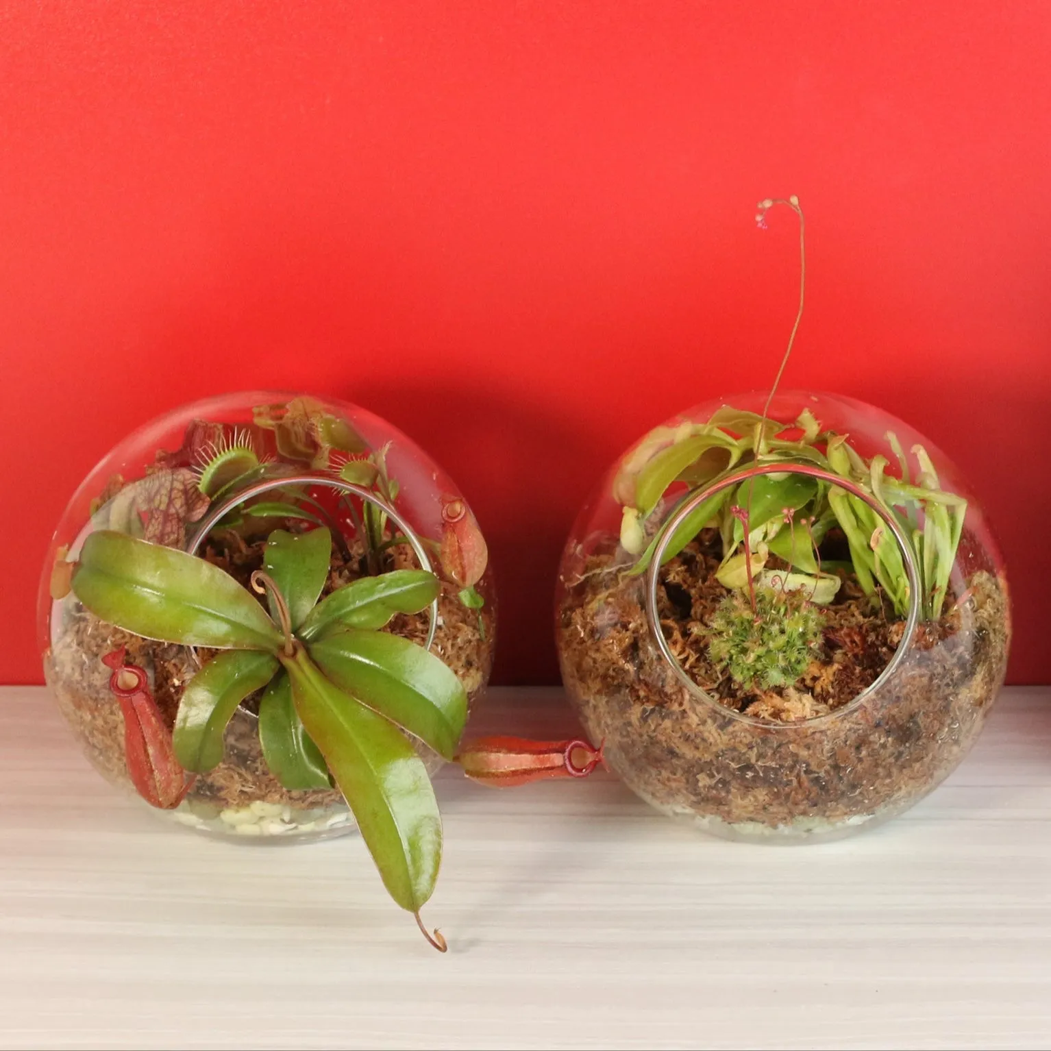 Fierce Forest Terrarium Carnivorous Kit