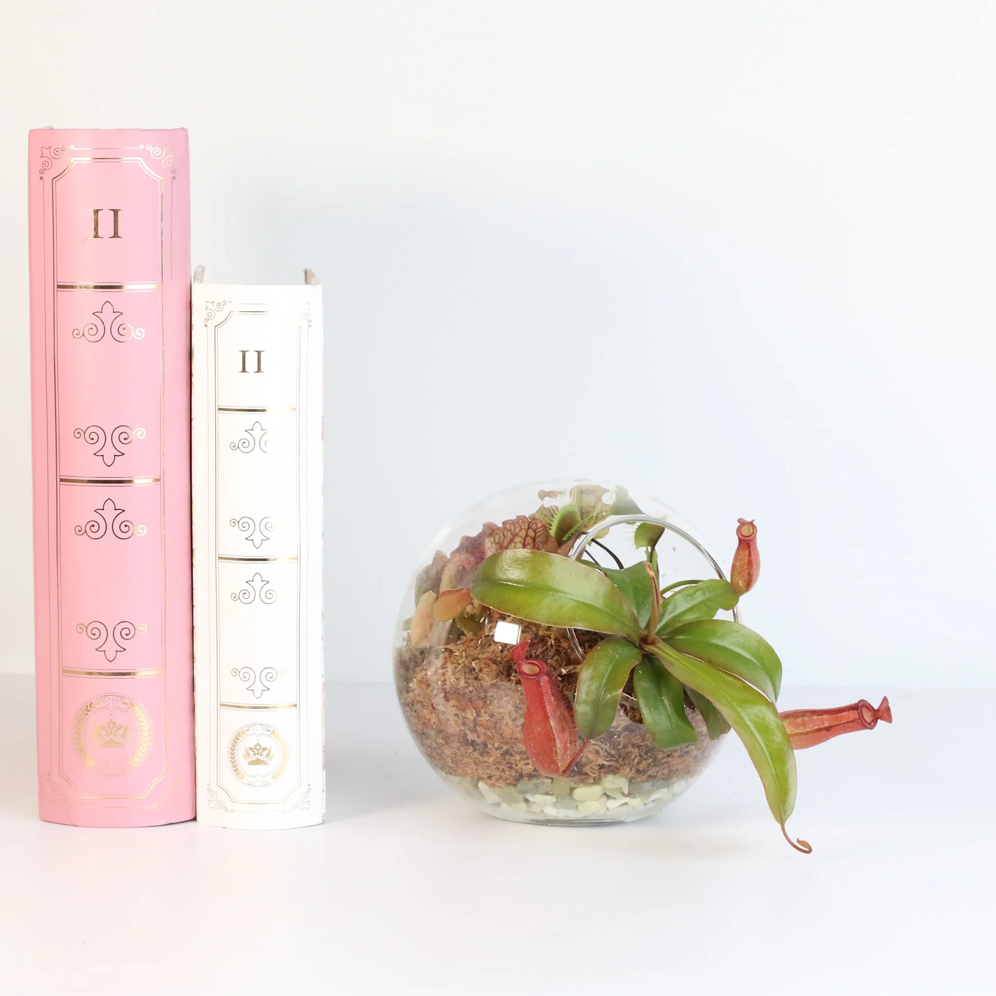 Fierce Forest Terrarium Carnivorous Kit