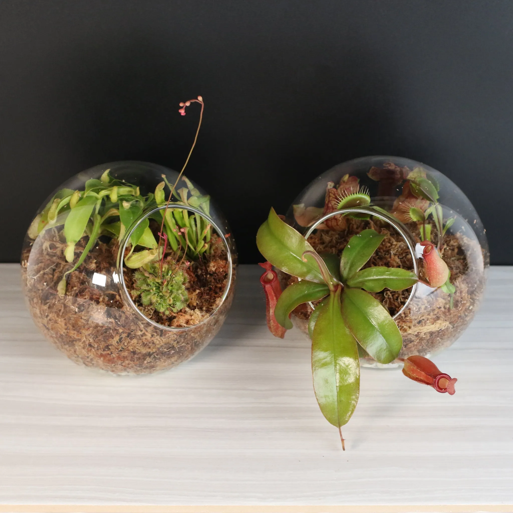 Fierce Forest Terrarium Carnivorous Kit