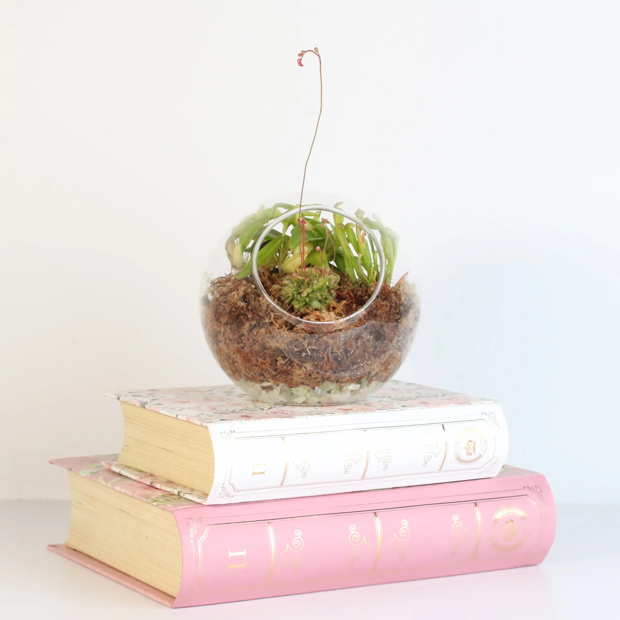 Fierce Forest Terrarium Carnivorous Kit