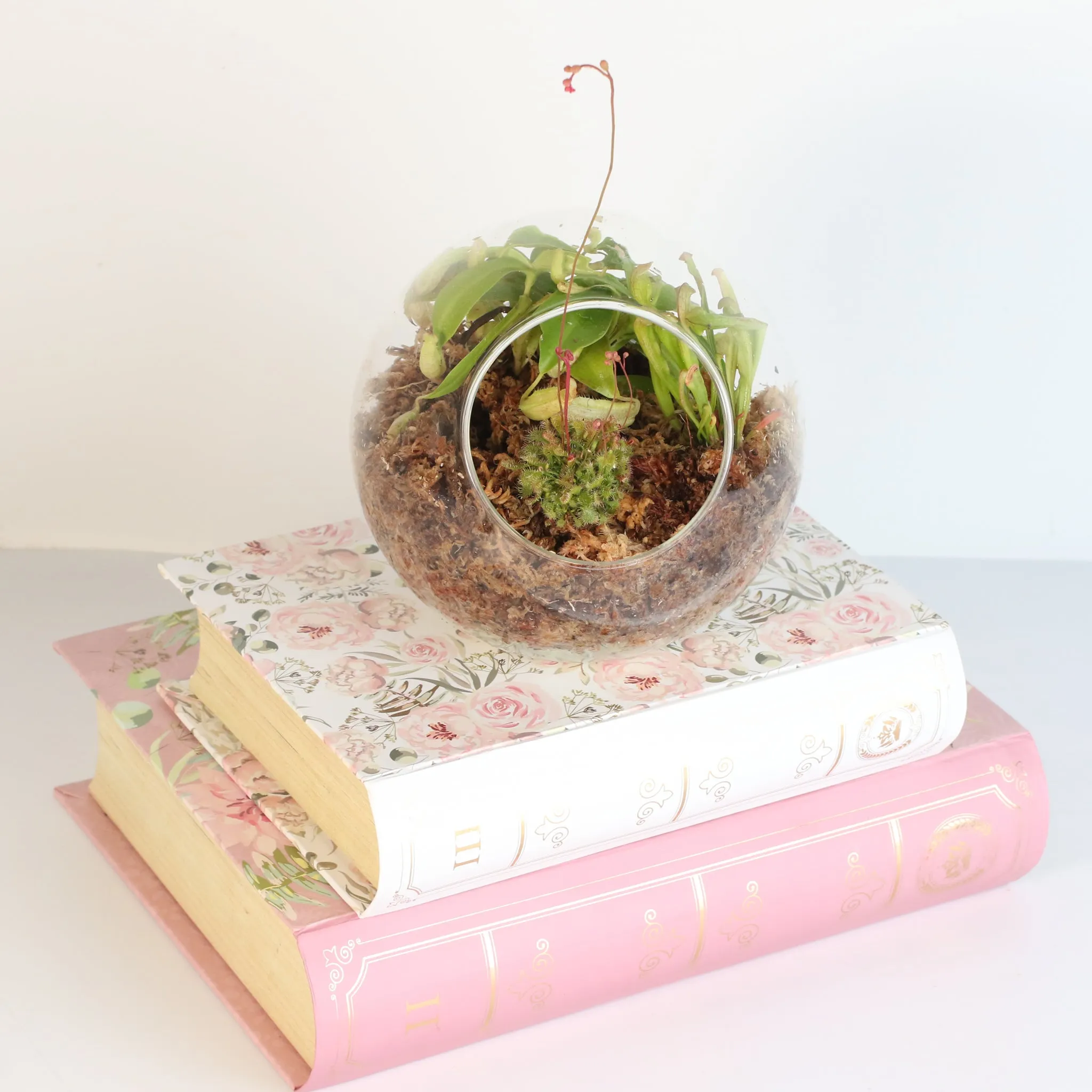 Fierce Forest Terrarium Carnivorous Kit