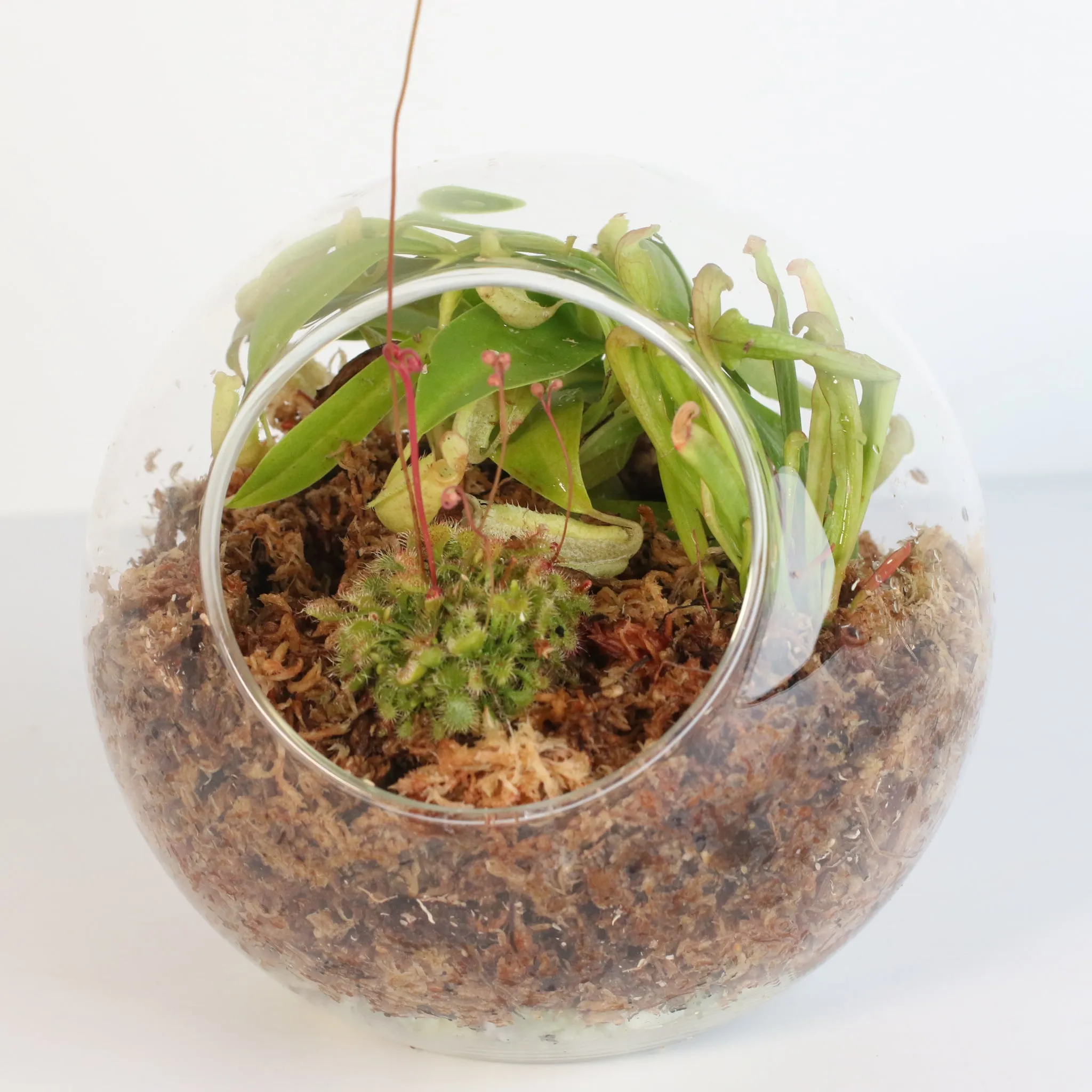 Fierce Forest Terrarium Carnivorous Kit