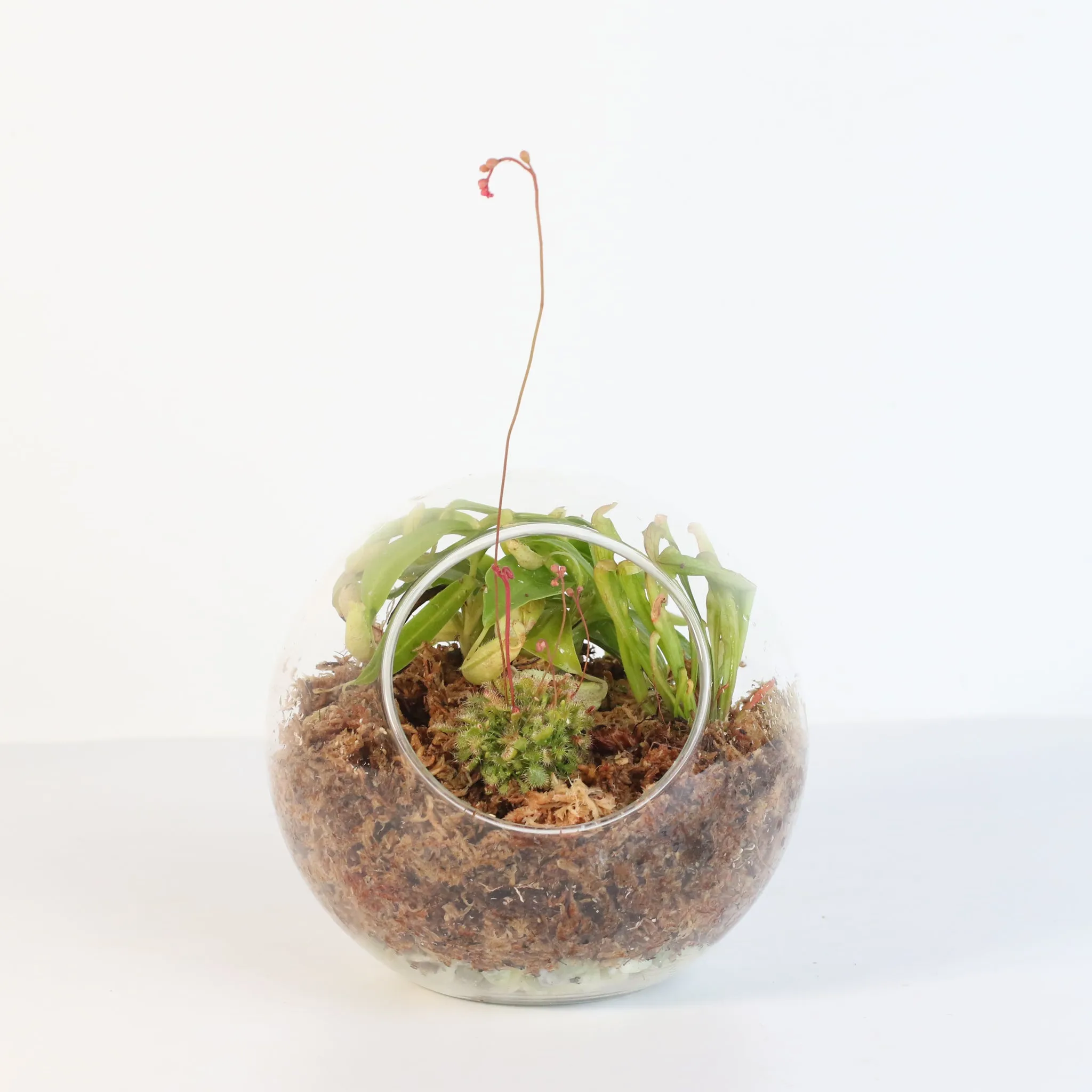 Fierce Forest Terrarium Carnivorous Kit