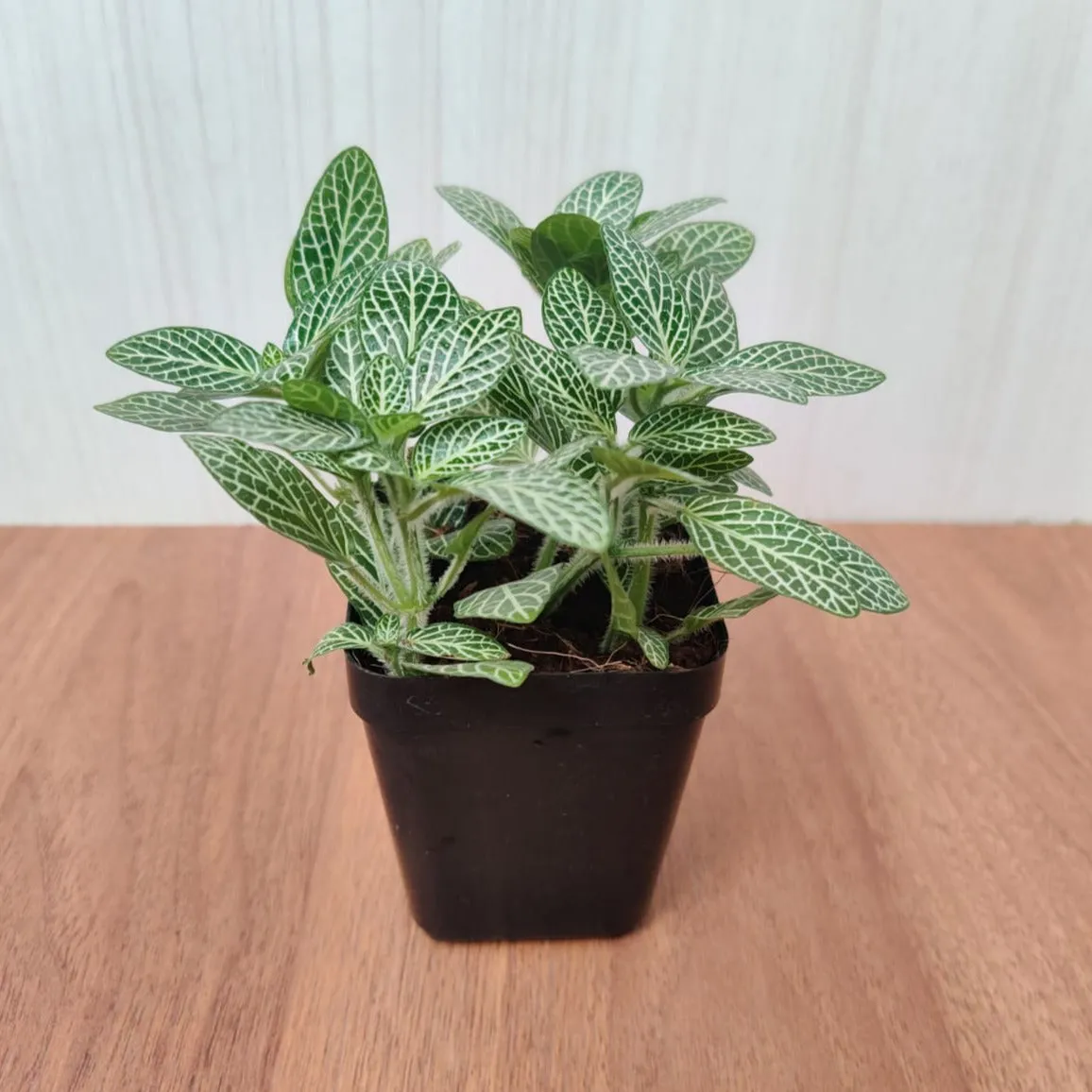 Fittonia Small Starlight Green 3Plant