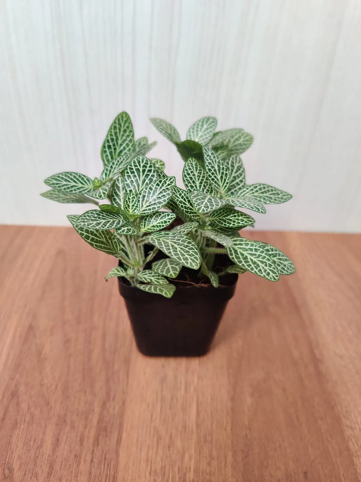 Fittonia Small Starlight Green 3Plant