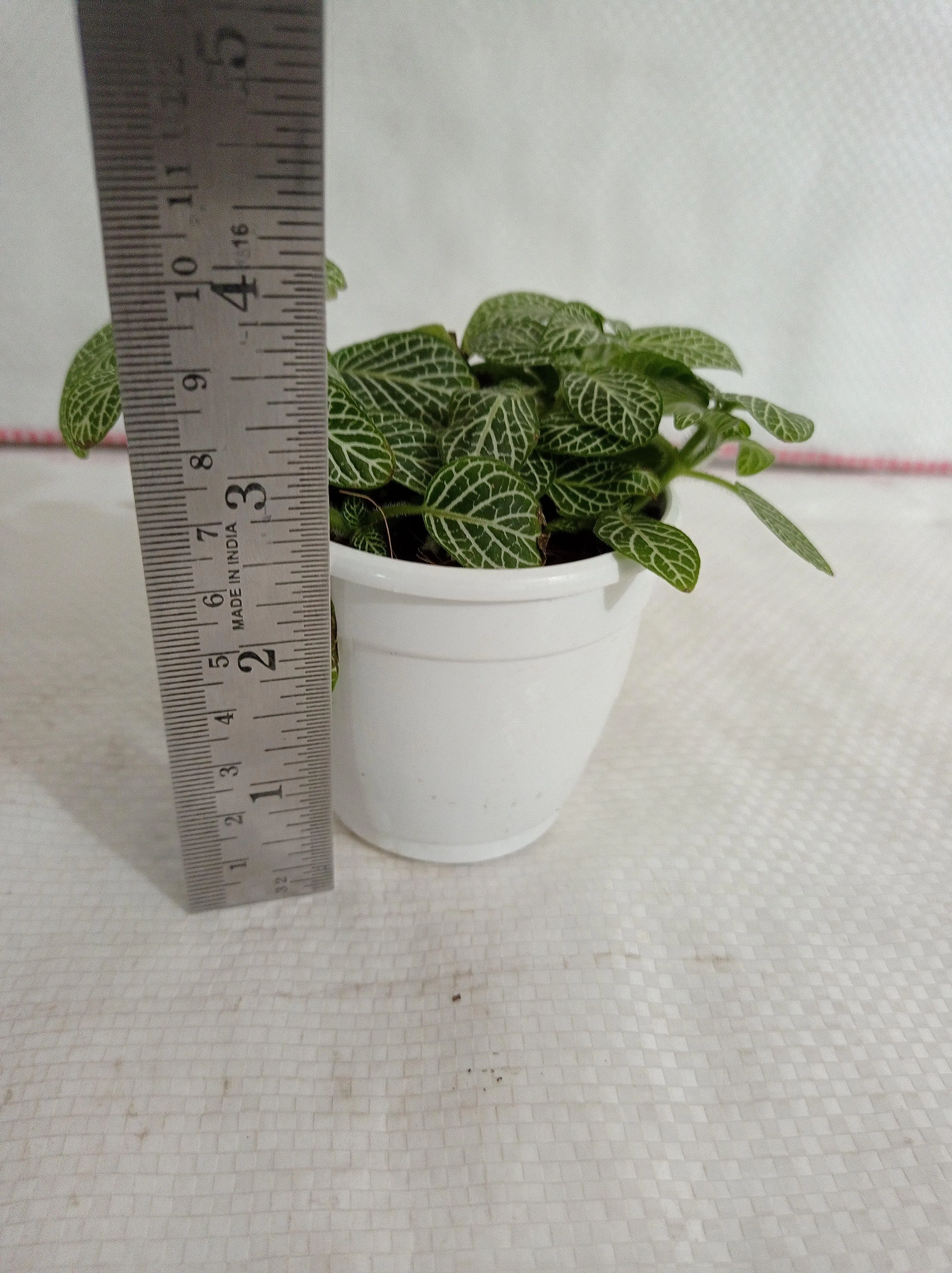 Fittonia Small Starlight Green 3Plant