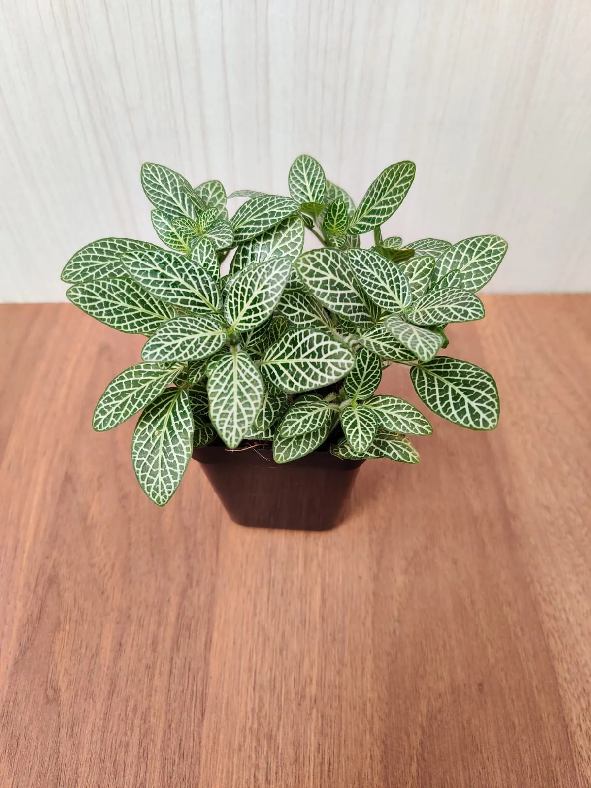 Fittonia Small Starlight Green 3Plant