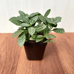 Fittonia Small Starlight Green 3Plant