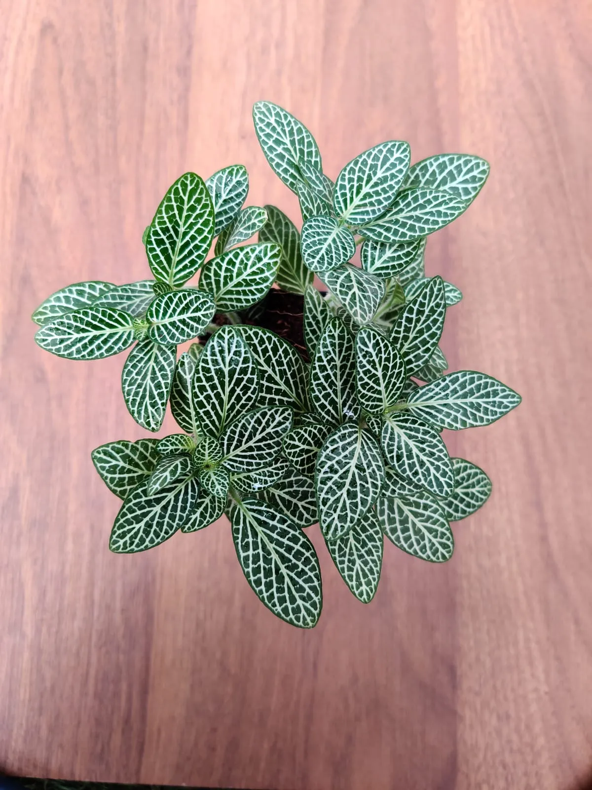 Fittonia Small Starlight Green 3Plant
