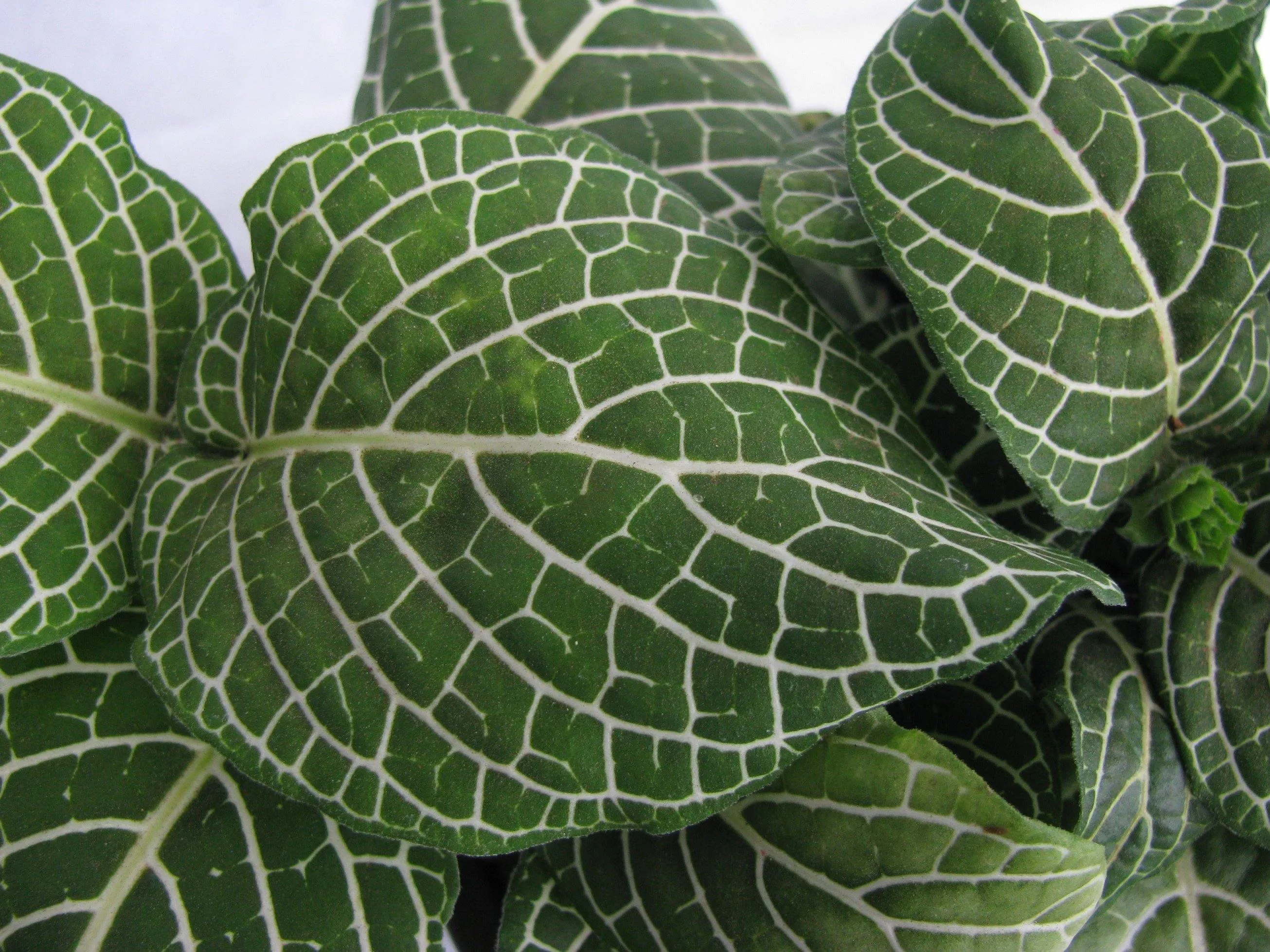 Fittonia Small Starlight Green 3Plant