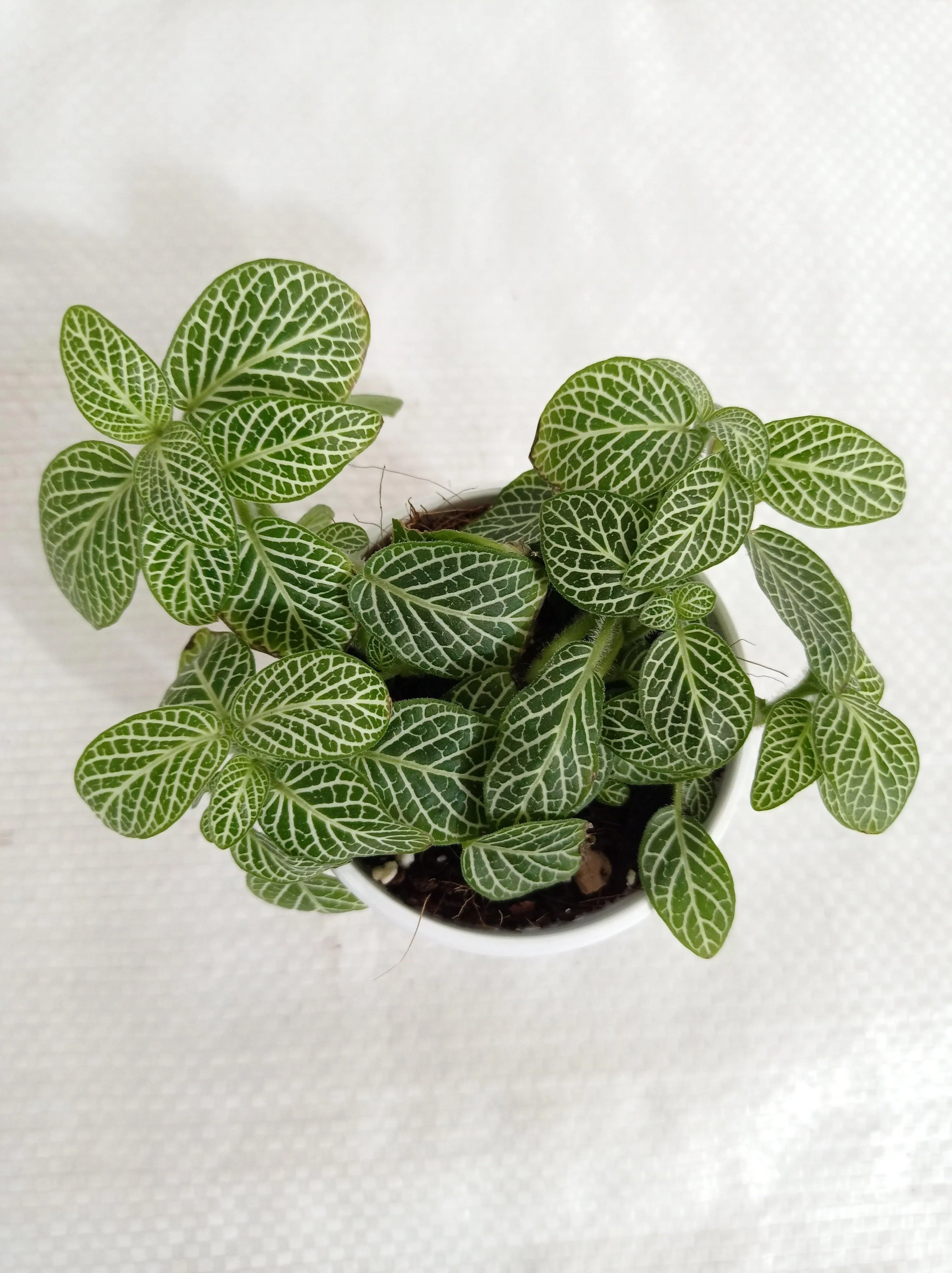 Fittonia Small Starlight Green 3Plant