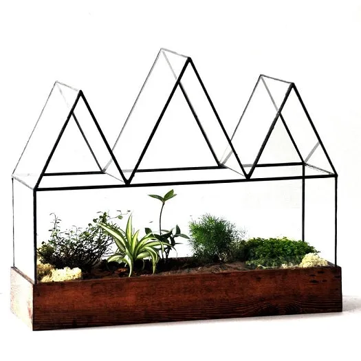 Fortune's Case Terrarium