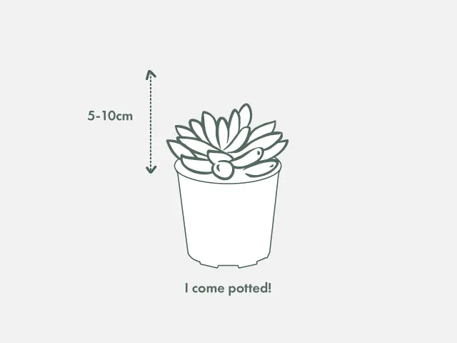 Gasteria kyaka