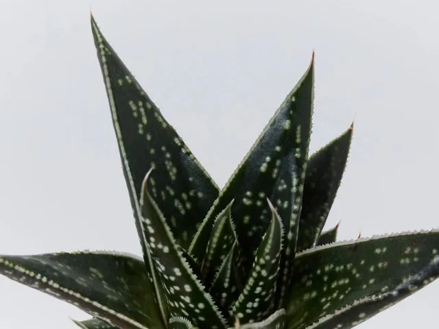 Gasteria kyaka