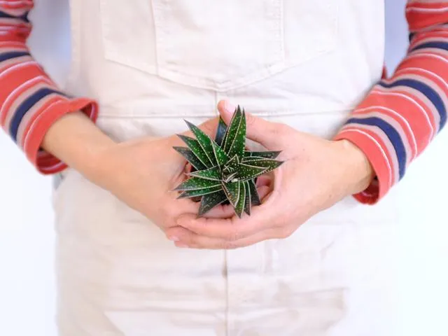 Gasteria kyaka
