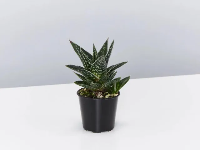 Gasteria kyaka
