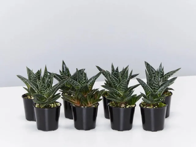 Gasteria kyaka