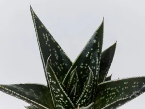 Gasteria kyaka