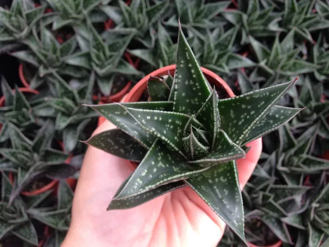 Gasteria kyaka