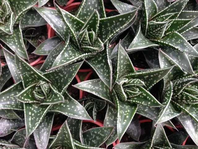 Gasteria kyaka