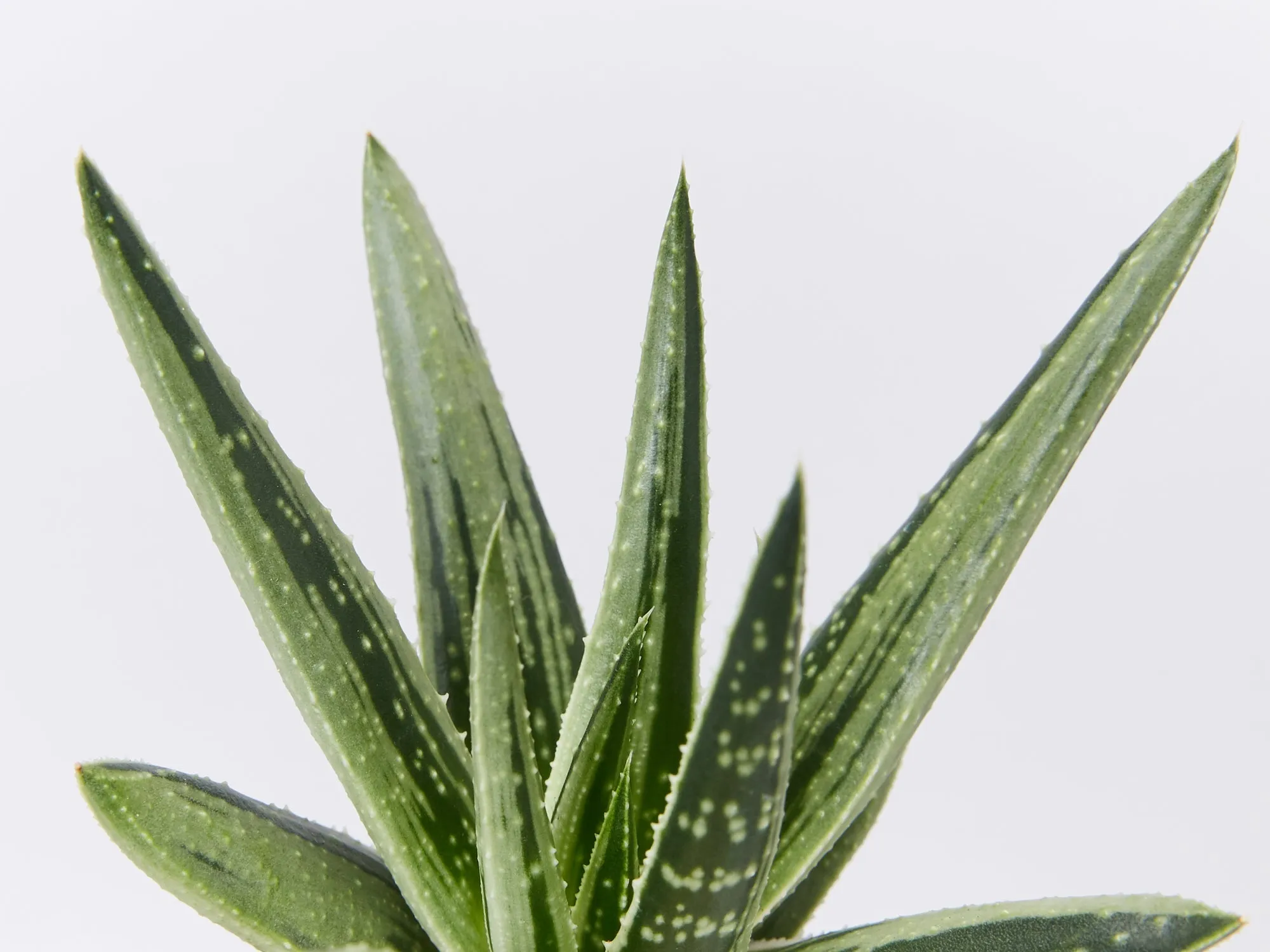 Gasteria Thais