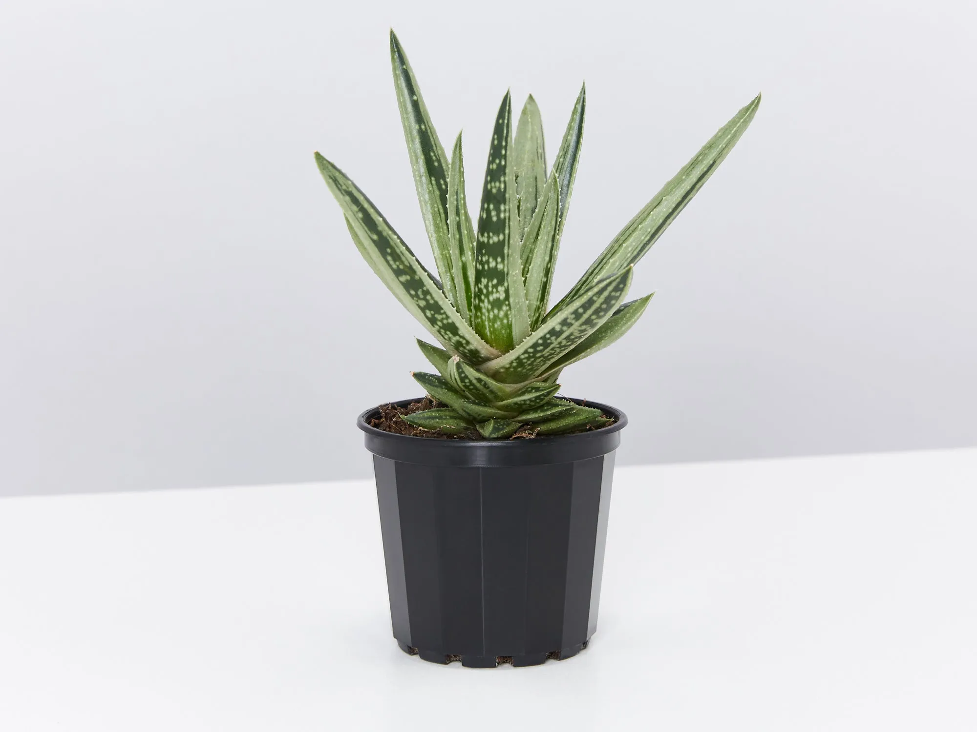 Gasteria Thais
